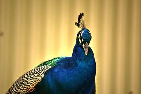 photo of a graceful peacock against a beige wall