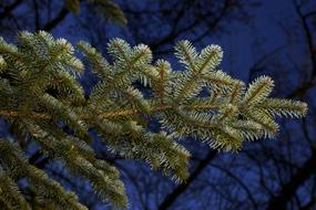 Fir Tree Tannenzweig Green