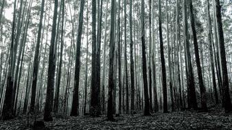 Background Forest black and white