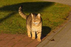 Cat Domestic sun