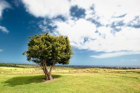 Countryside Tree Field