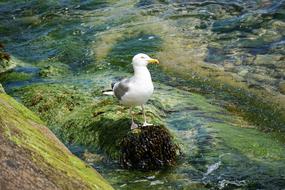 goodly Bird Gull