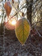 cold Frozen leaf