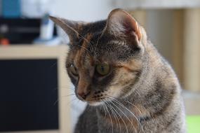 perfect Feline Tabby brown
