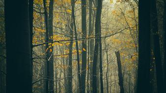 Autumn Nature Tree