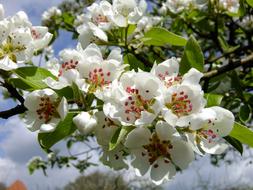 Pear Blossom Spring