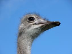 goodly Bird Strauss Sky