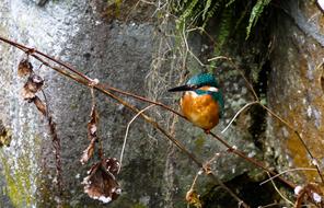 Bird Kingfisher Colorful