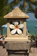 Thailand Flower Plumeria