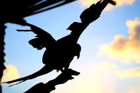 Bird Nature Fly black