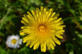 Dandelion Blossom Bloom Pointed