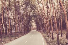 Rubber Tree Tapping The