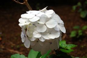 White Flowers petals in garden