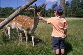 boy feeds a deer in the park