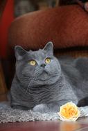 irresistible Cat Domestic Pet