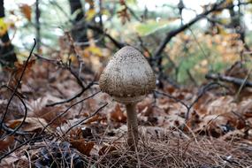 autumn Forest Mushroom at Nature