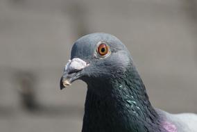 macro photo of the head of a city pigeon