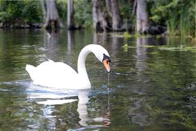 goodly Swan Masuria Lake