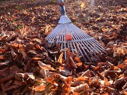 harvesting autumn leaves close-up