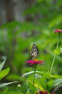 Butterfly Flowers