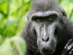 goodly Macaque Monkey
