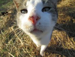 Portrait of the beautiful and colorful, cute cat on the grass