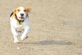 beagle puppy is running on the beach