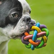 goodly French Bulldog