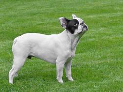 perfect Dog French Bulldog white
