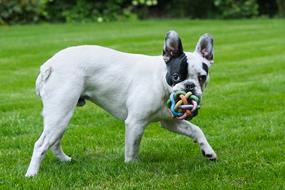 French Bulldog Plays with toy on lawn