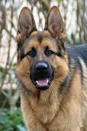 irresistible German Shepherd Dog