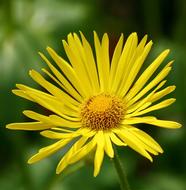 yellow Natural Flower blooming