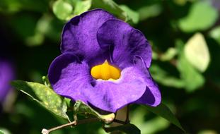 Flowers Purple Flower