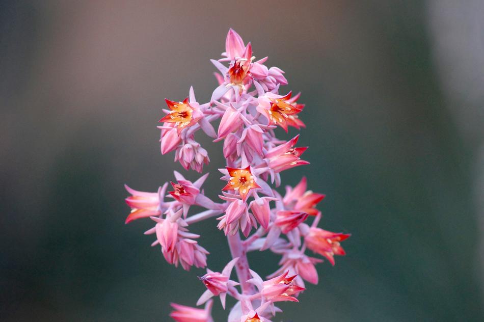 Bloom Blossom Flora