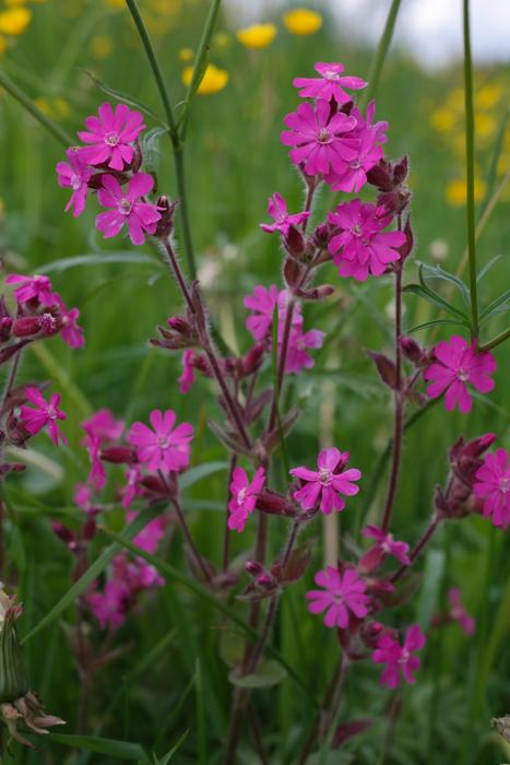 Campion Violet Purple