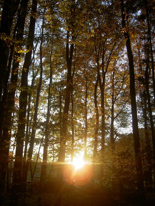 Forest Autumn Sunset