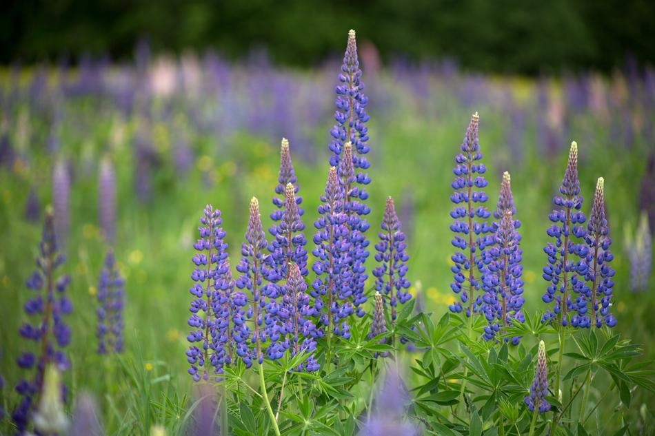 Flowers Landscape Lupines