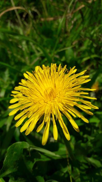 Dandelion Flower Yellow