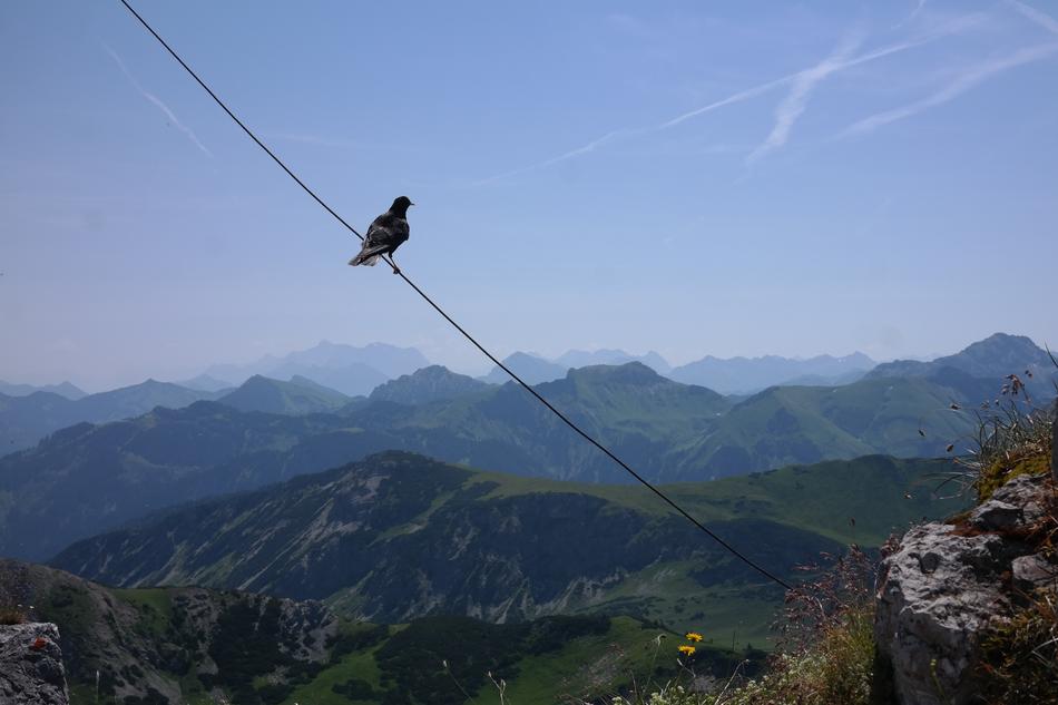 Ponten Summit Jackdaw