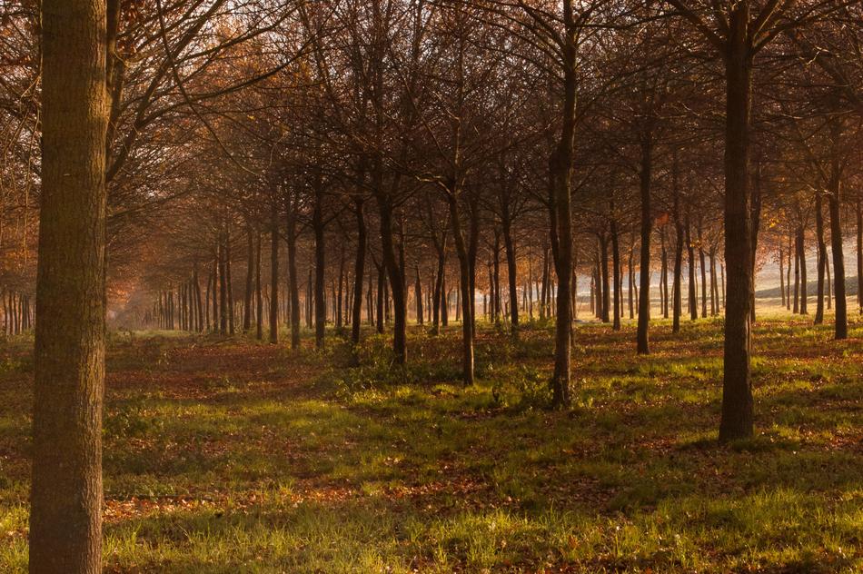 Evening in the woods