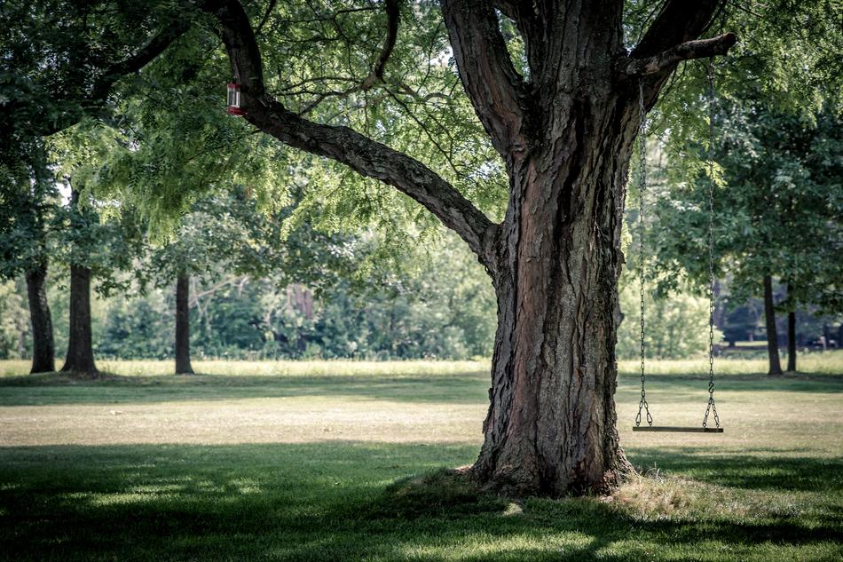 lonely swing among the trees