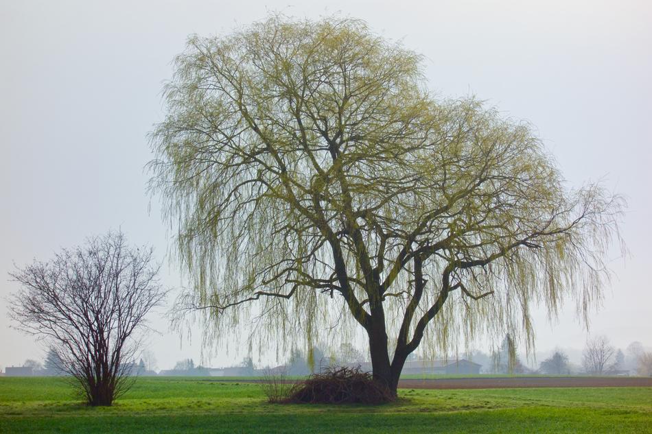 Tree Forest Nature
