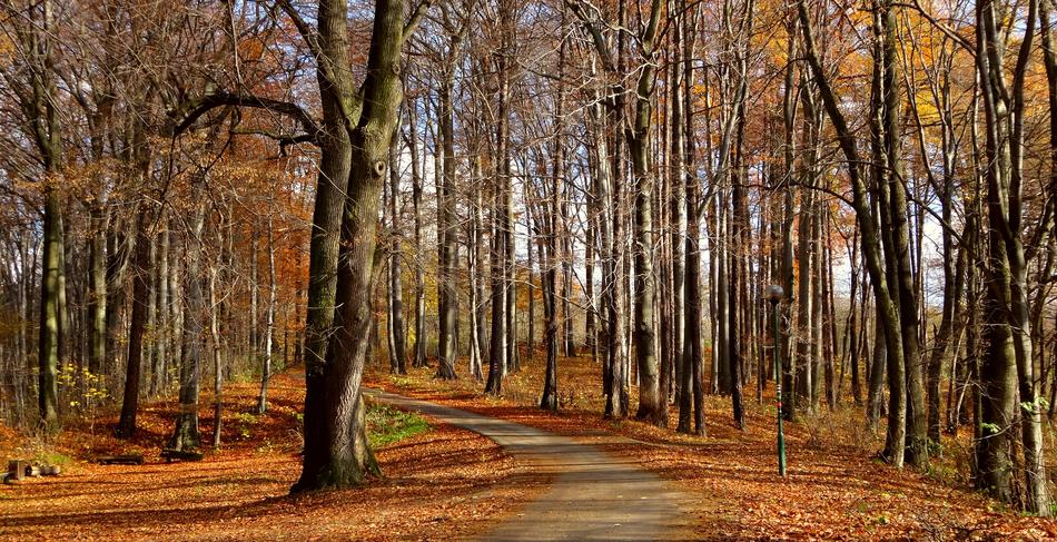 Forest Autumn Gold