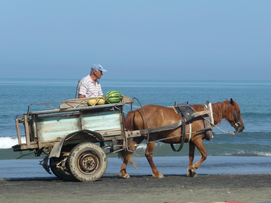 a man on a cart with a brown horse