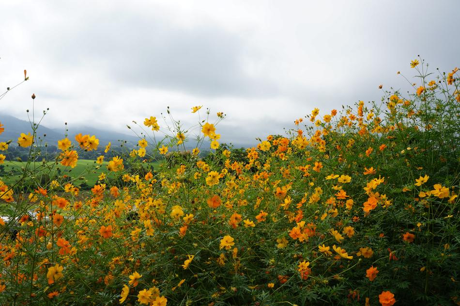 Sea Of Flowers Pai The Universe
