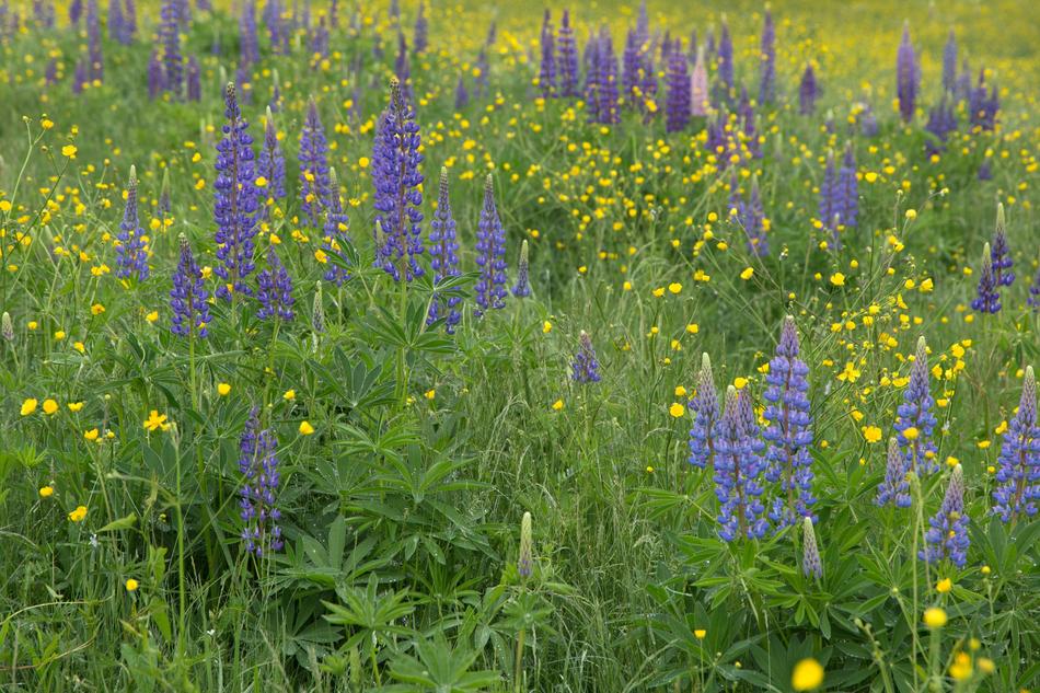 Flowers Grass Lupines