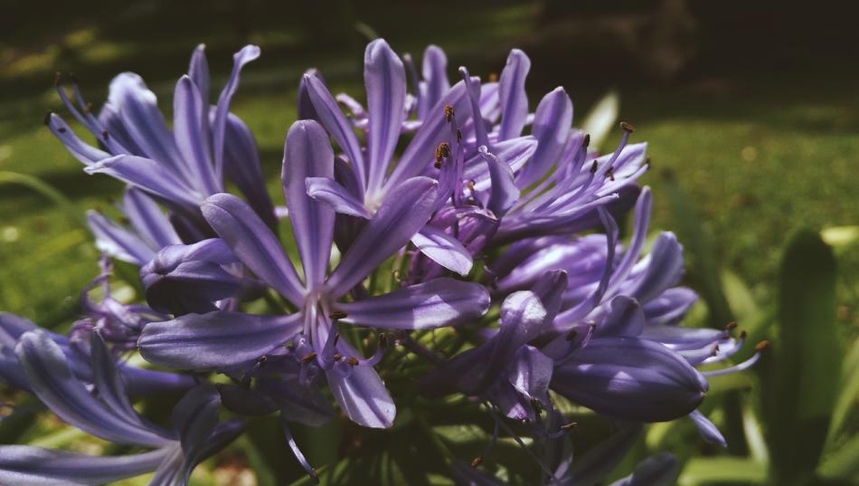Flora Flowers Lavender