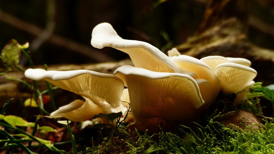 Mushroom Wet Forrest