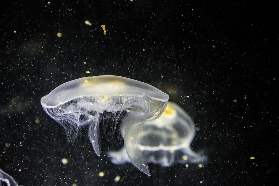transparent jellyfish on the black background