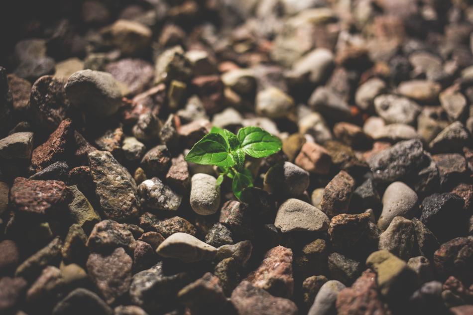 Little Nature Plant